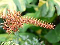 088 Cairns Botanic Gardens